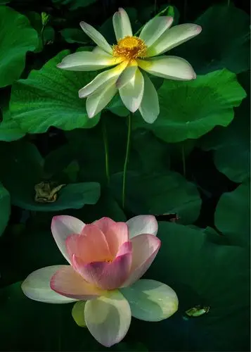 闲看莲花开 静待荷花落*