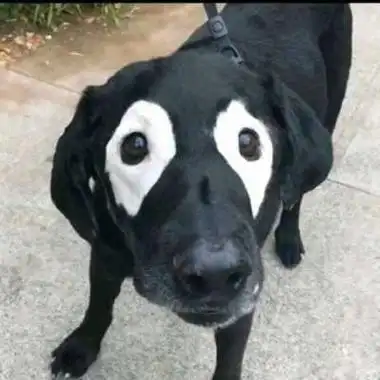 沙雕宠物情头搞笑动物情侣头像沙雕可爱