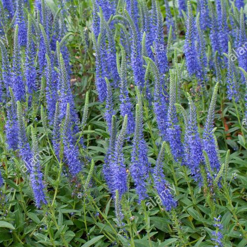 谢谢小花 蓝色穗花婆婆纳 多年生宿根植物 庭院花园线性盆栽耐热 - 爱