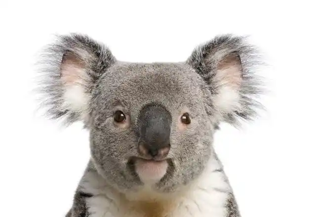 卖萌为生的考拉一生不喝水只吃有毒的桉树叶鼻子还不能摸