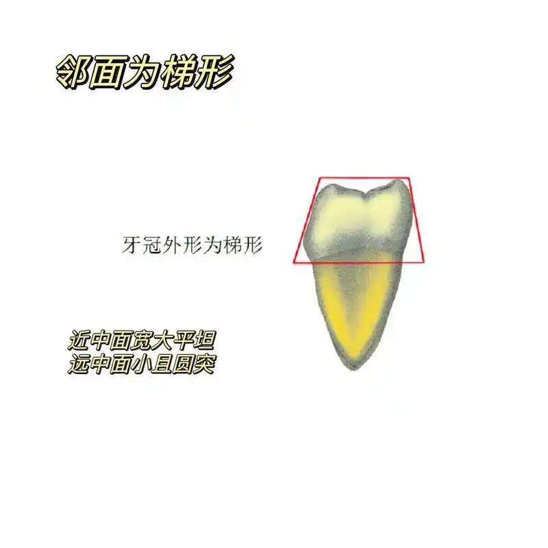 下颌第一磨牙是下颌磨牙中体积最大,恒牙中萌出最早,颌面尖,嵴,沟