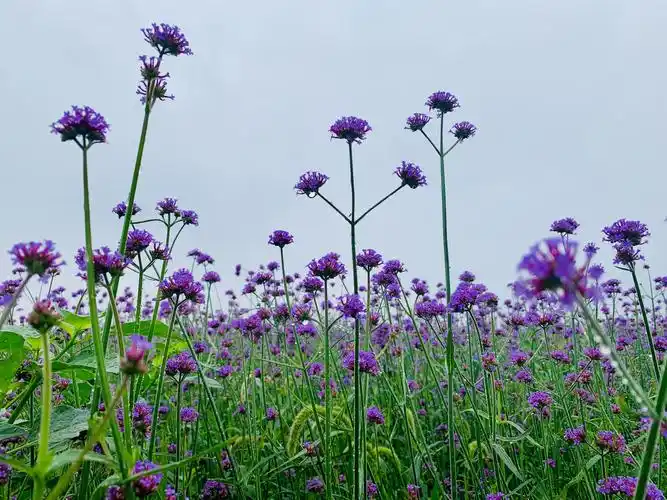 章丘平陵古城有片浪漫花海马鞭草绽放紫色普罗旺斯