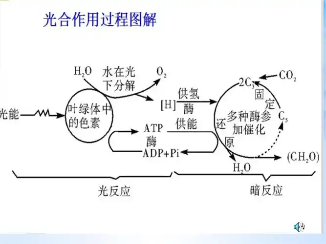 高三生物二轮复习 专题二 细胞代谢 第2讲 光合作用和细胞呼吸课件.