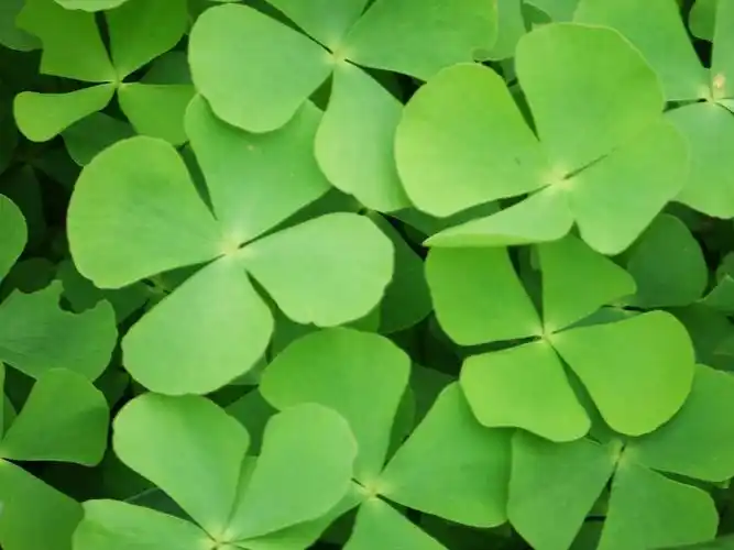 微距四叶草高清摄影图片