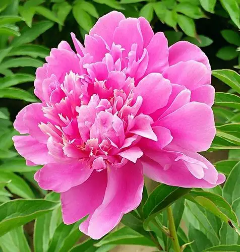 赏花 自古风流芍药花 写美篇芍药花容卓越,娇柔妩媚