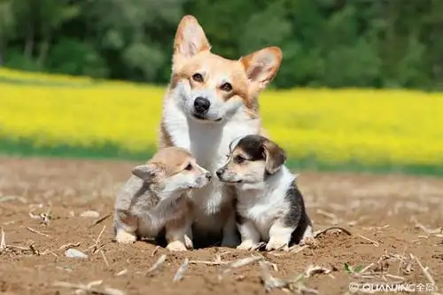 狗的图片_图片大全