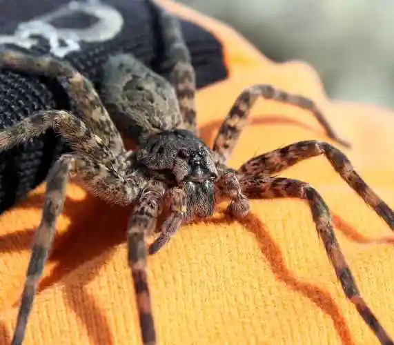 橙色手套上的大蜘蛛