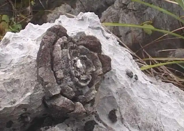 但是确实就存在这样的奇观,这个地方就是广西都安石头开花景区,不知道