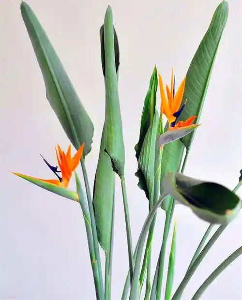 天堂鸟花为什么不开花,有关天堂鸟催花小妙招