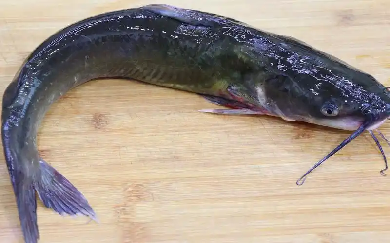 钳鱼试试这个特色做法,味道鲜嫩做法简单,一点腥味都没有特好吃