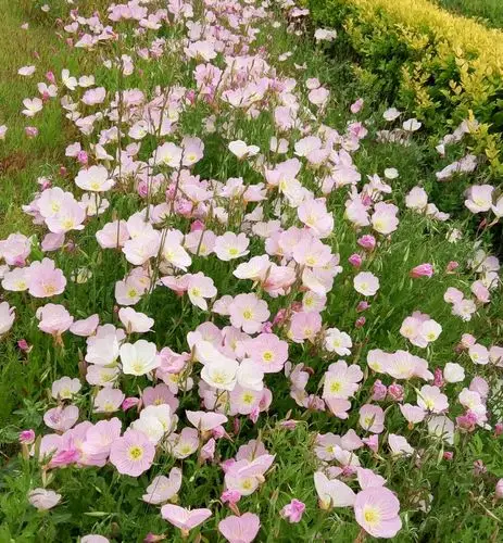 好像是雪见草吧