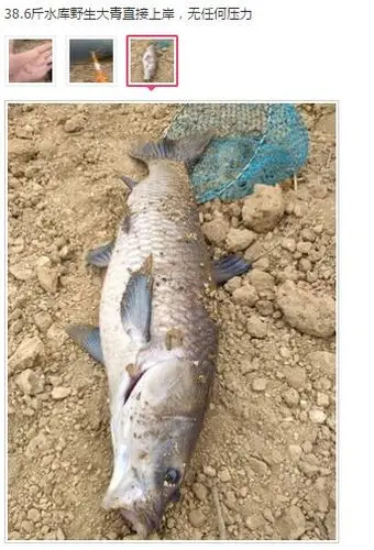 螺纹钢鱼获秀天气寒冷也挡不住钓友们的热情