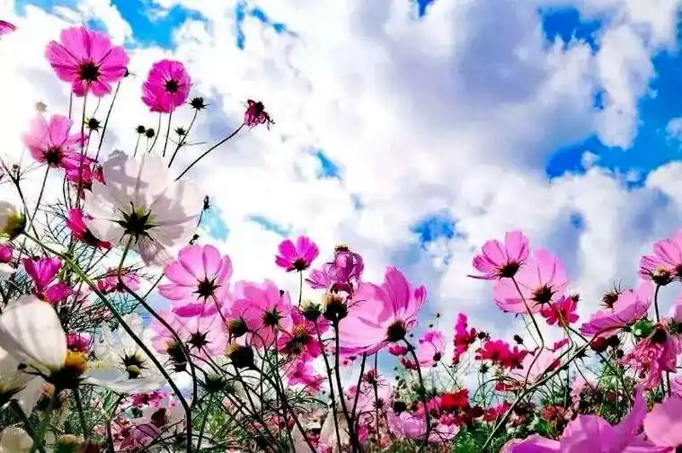 格桑花开#于内蒙锡林格勒草原#草原上的格桑花漫山遍野#种子随 - 抖音