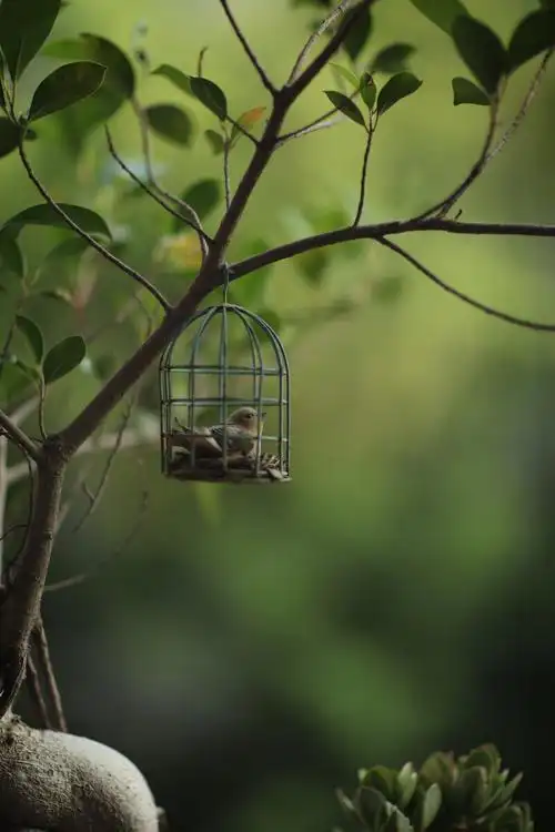 鸟笼里的鸟