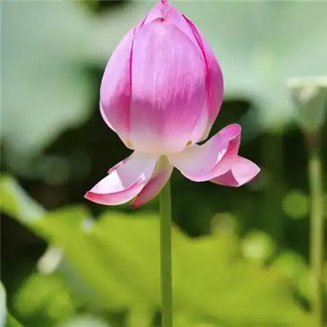 最漂亮荷花大全头像