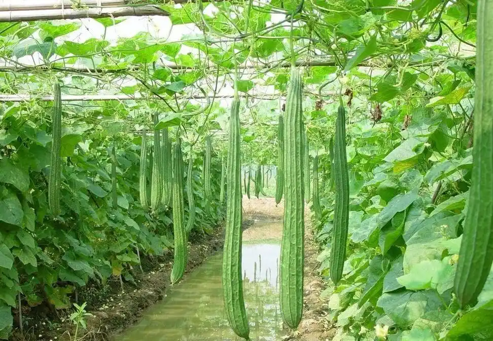 原创广东一种特产丝瓜北方少有种植看着老却比普通丝瓜营养高