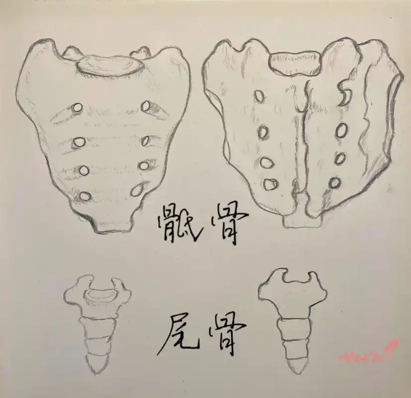 久违的分享:骶骨,尾骨 画渣手绘,见证成长 大家一起学习解剖 - 抖音