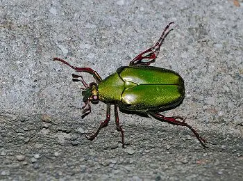 三叶虫_甲虫_京那巴鲁山_国家公园_沙巴_婆罗洲_马来西亚_亚洲_图片