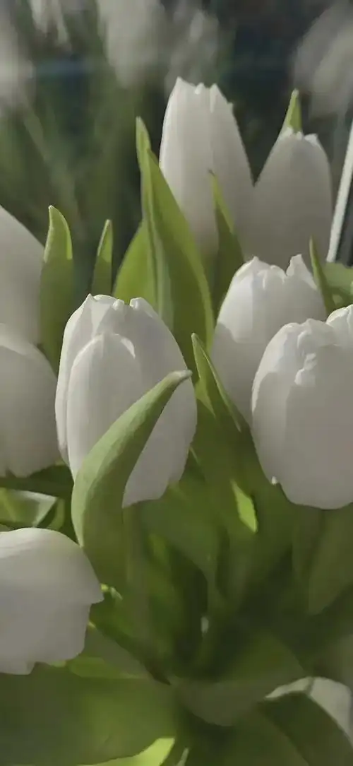 浅绿色背景图片,绿色系小清新壁纸(绿色系清新壁纸)