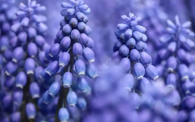 蓝花,风信子微距摄影