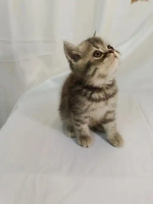 加菲猫异国短毛猫