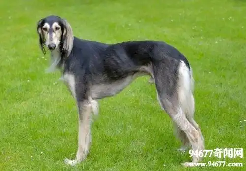 十大世界上最贵的狗第一名捷克狼犬无价