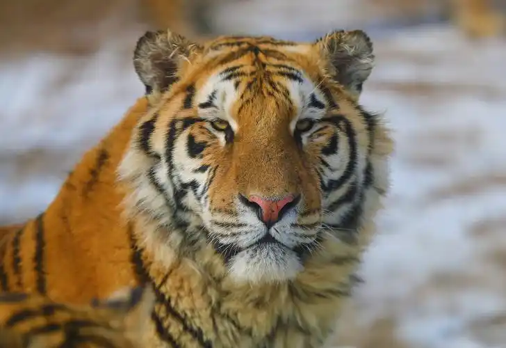 虎图(虎图片)-骁龙网