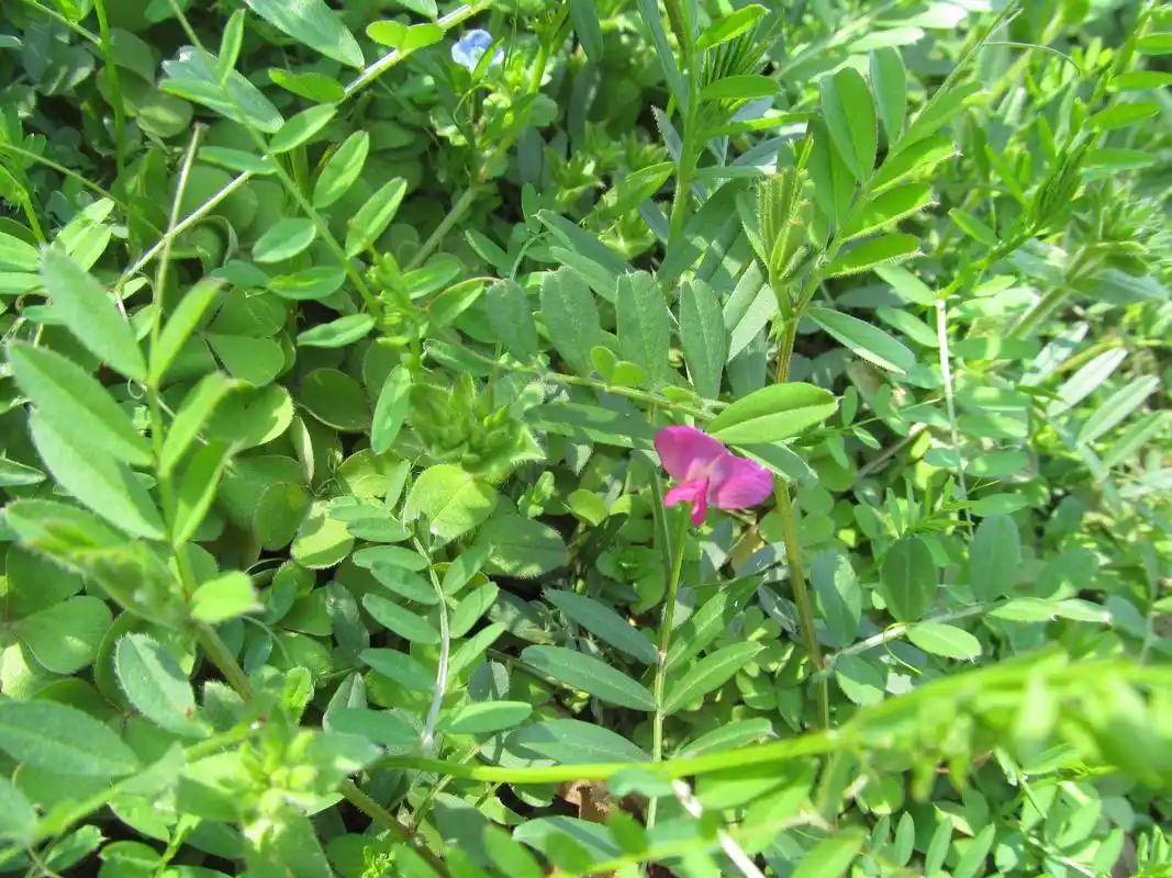陌上花开救荒野豌豆