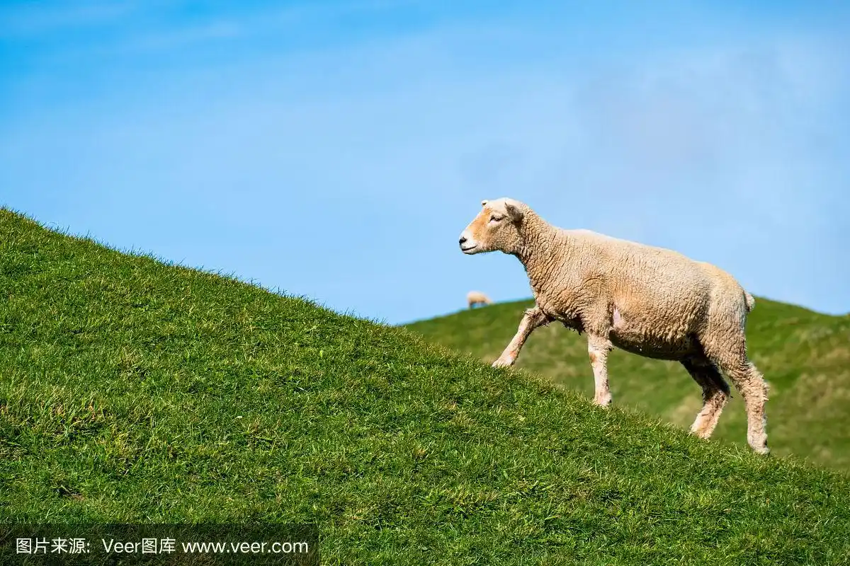 一只羊在绿色的农场上吃草.阳光明媚,阳光明媚.