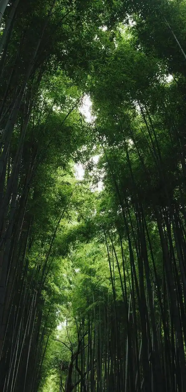 自然绿色4k护眼壁纸