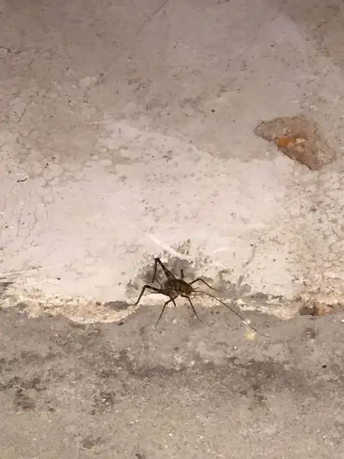 分享到:  4 分钟前  提问者采纳  热心网友 灶马蟋,又名灶蟋,灶蟀,灶