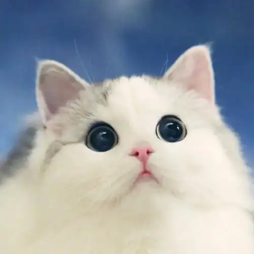 喵头像 | 春季限定,快来抢最萌头像!