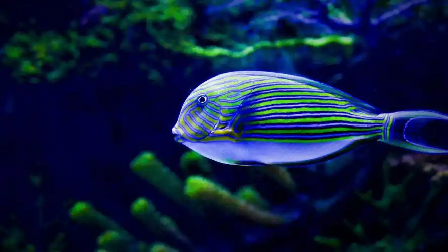 美丽的海洋生物——北部湾海底世界掠影(3)