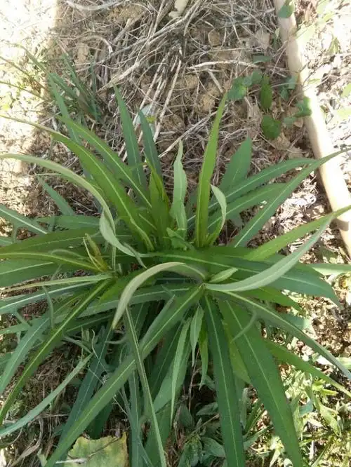 野生苦莴苣菜可用于降血脂降血压利肝胆增强体质