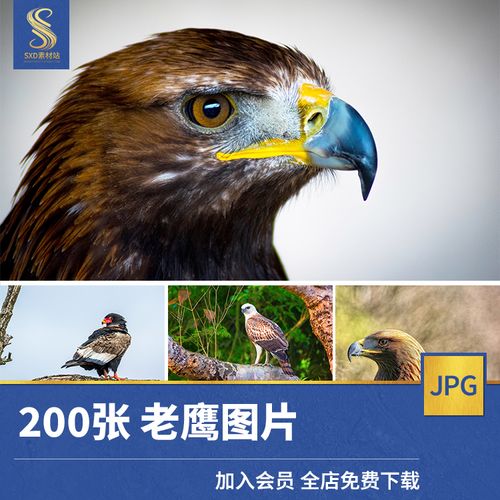高清jpg素材老鹰图片雄鹰展翅翱翔白头海雕秃鹫隼猛禽鸟类摄影照