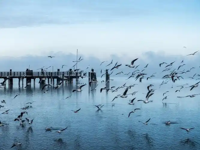 码头,海鸥,飞行,水 4k