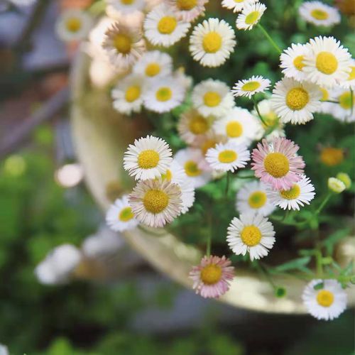 墨西哥飞蓬盆栽小雏菊多年生宿根耐寒皮实好养庭院阳台开花镜植物