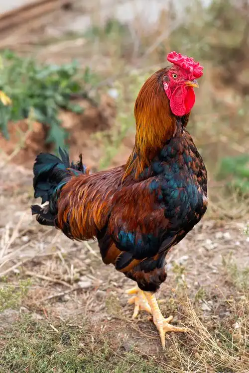 公鸡,自然,背景,春节,象征,彩色