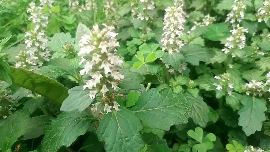 筋骨草!别名白毛夏枯草