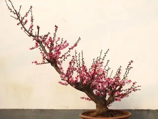 世人皆爱梅,梅花盆景造型欣赏!有哪些名品?