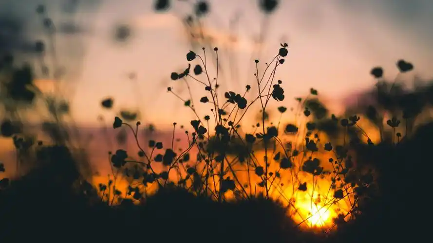 超清唯美小花图片桌面壁纸