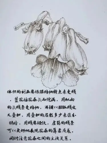 蓝花楹花间意秋季课第五节课程回顾