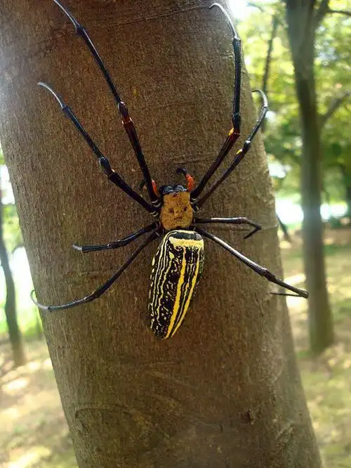 全身黑色腿节有黄色,腹部黑黄相间大蜘蛛是什么蜘蛛