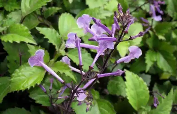 香茶菜的功效与作用