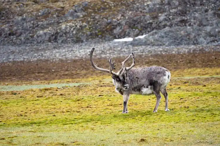 斯瓦尔巴驯鹿