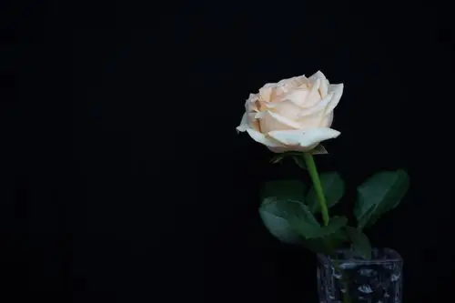 个人觉得得这个方法拍出的黑色更加均匀柔和,明暗更加自然,不像ps抠图