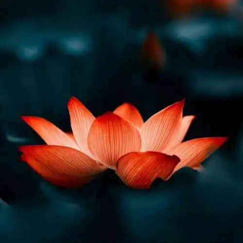 莲花在佛教中代表着许多重要的象征意义,下面我们就