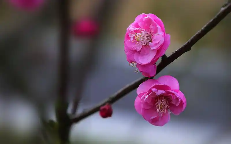 一枝梅花独开图片一枝梅花独开图片大全