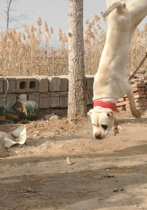 狗狗凶猛扑向路人,当扑过去之后,下一秒直接悲剧