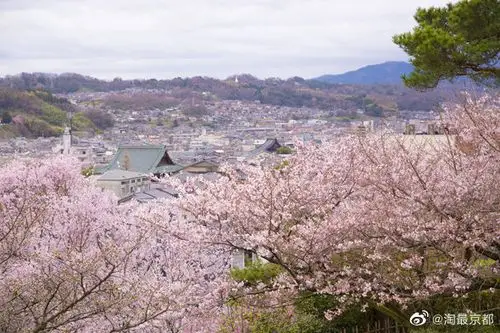 2020日本金沢最具有代表性的5个欣赏樱花盛开景点